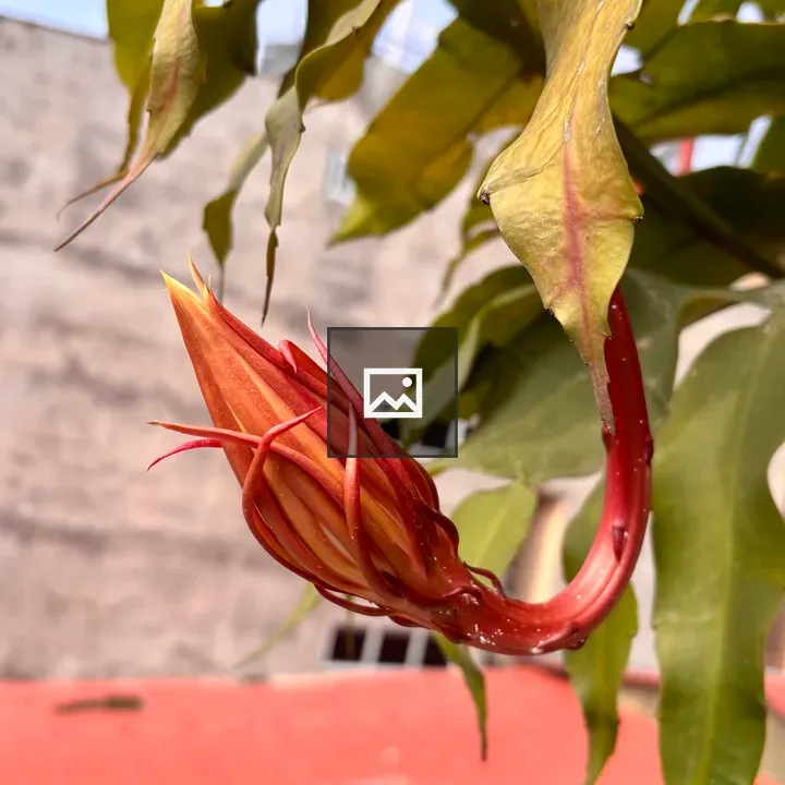 Close-up Night-Blooming Cereus Bud