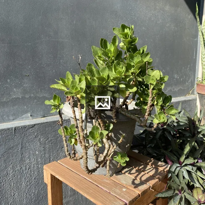 Potted succulent on wooden stand