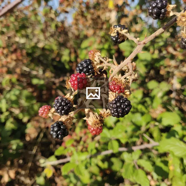Blackberry plant