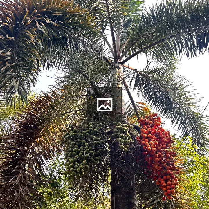 Tall palm tree with fruit clusters