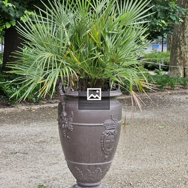 European fan palm in ornate vase