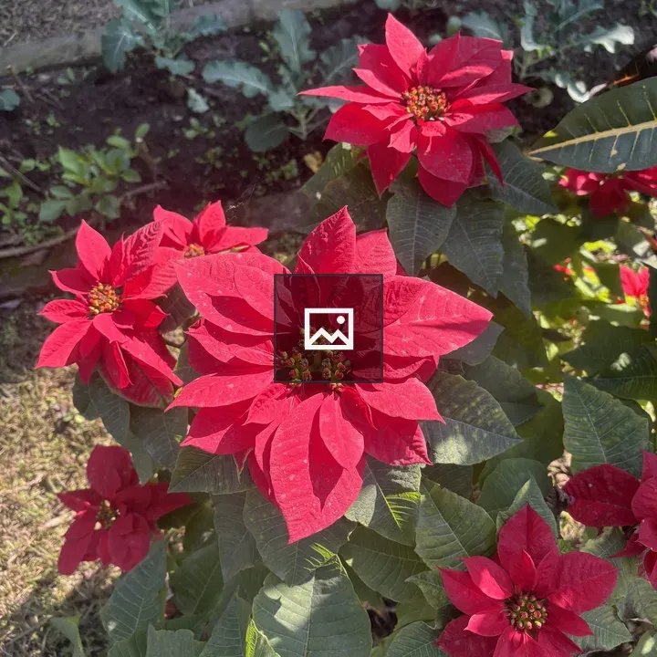 Poinsettia Plants in Portrait