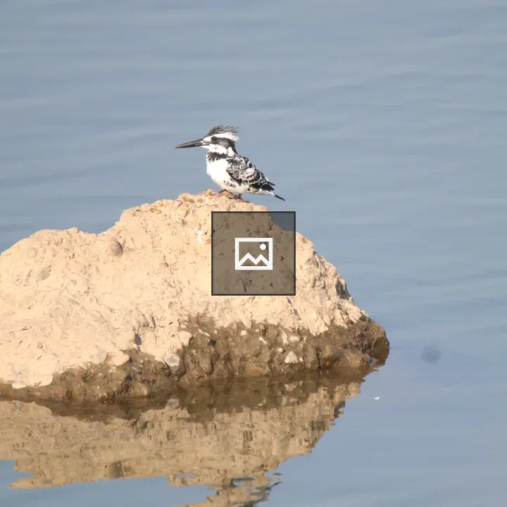 Pied Kingfisher on Rock