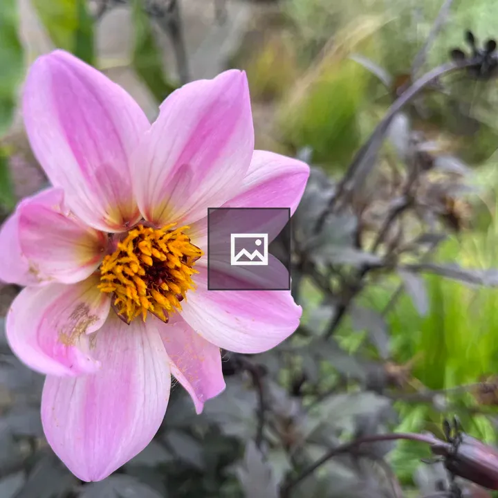 Wild rose in bloom