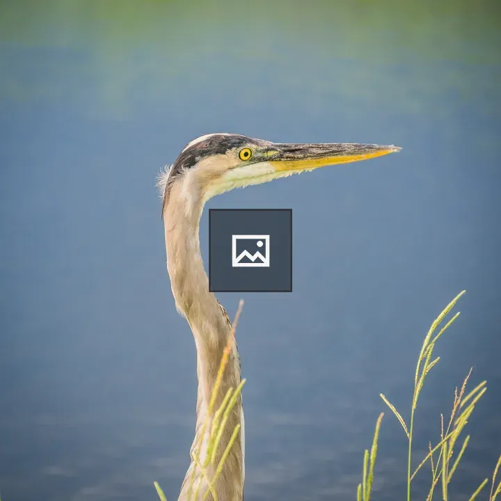 Great Blue Heron at Lake Apopka
