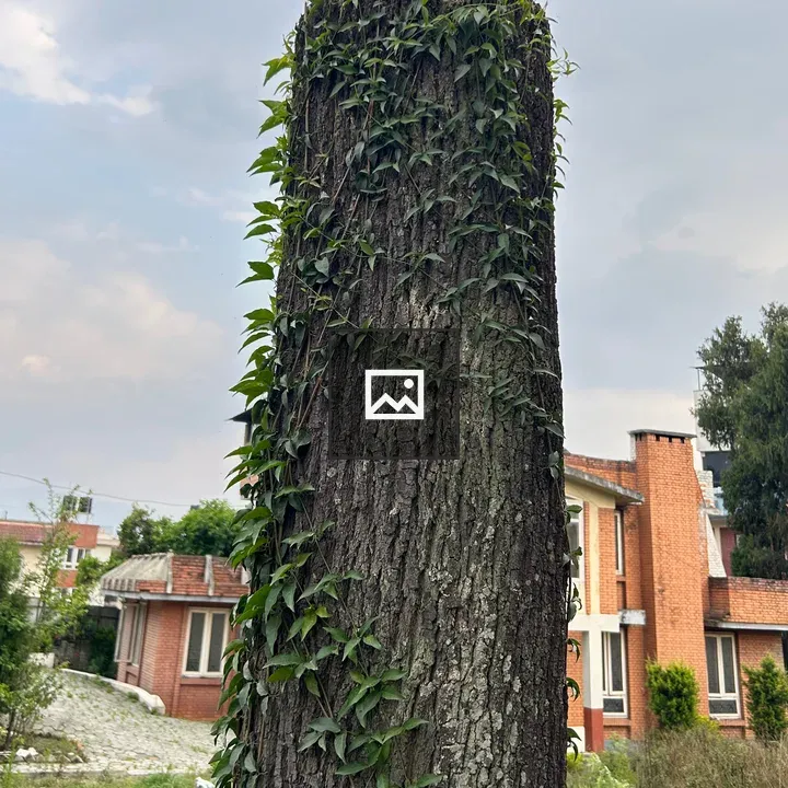 Tree stump with ivy