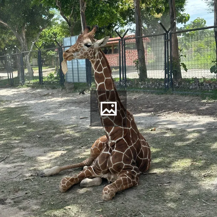 Giraffe on Grass