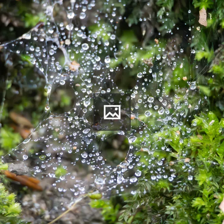 Spiderweb with Raindrops