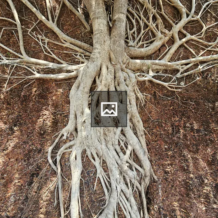 Ficus Arnottina Roots on Rock Face