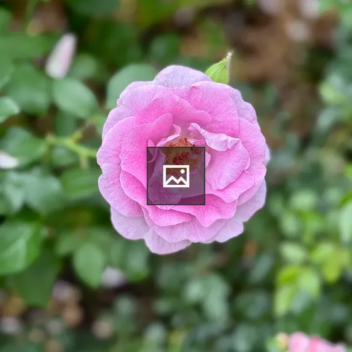 Delicate light-purple rose