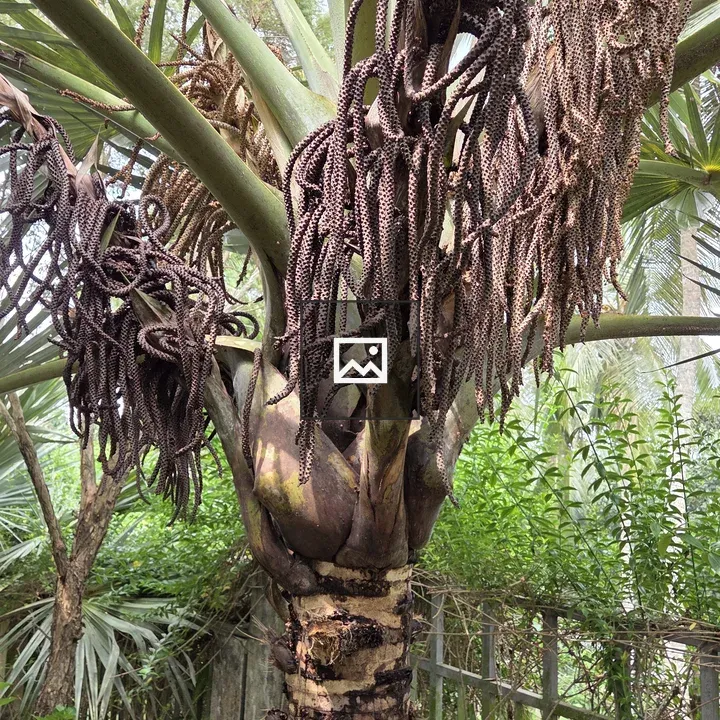 Palm trunk with brown flower spikes