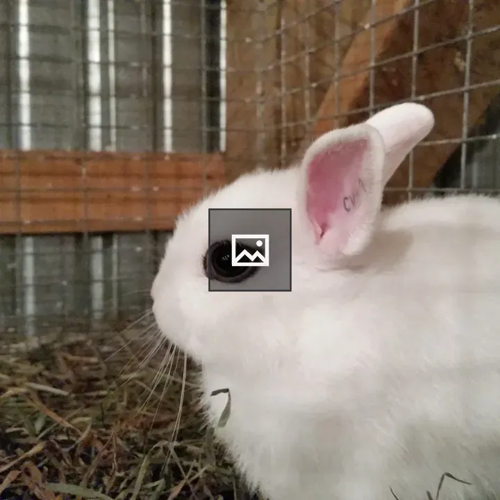 Little white bunny