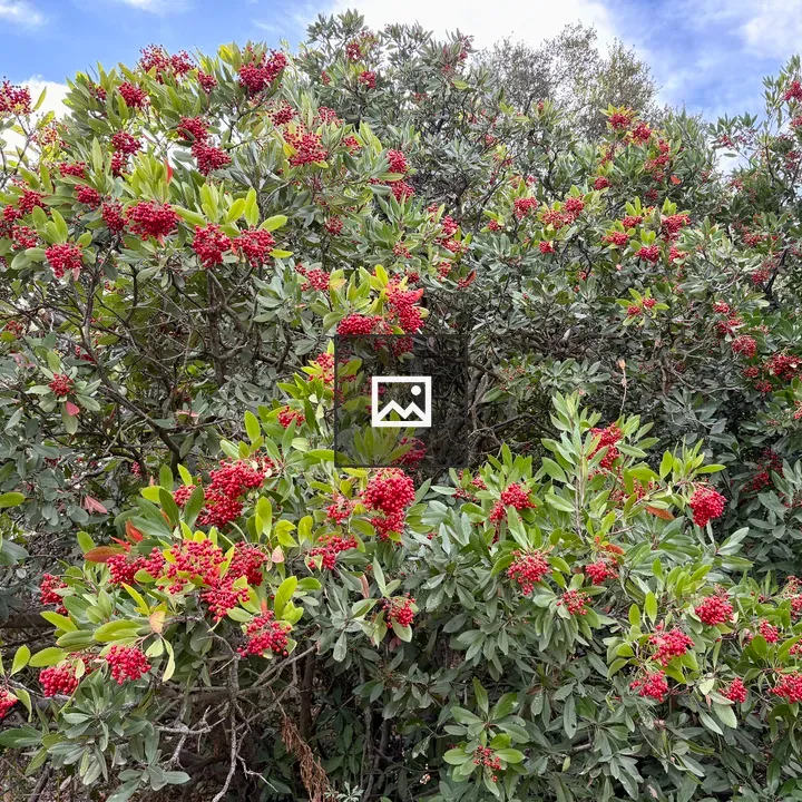Red Berries on California Holly Shrub