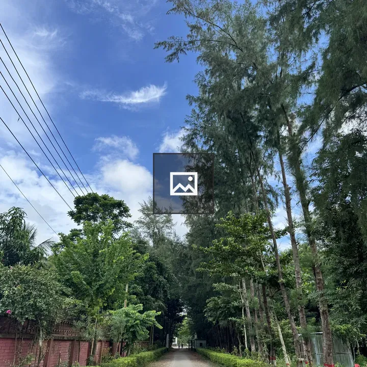 Road with tall trees under blue sky