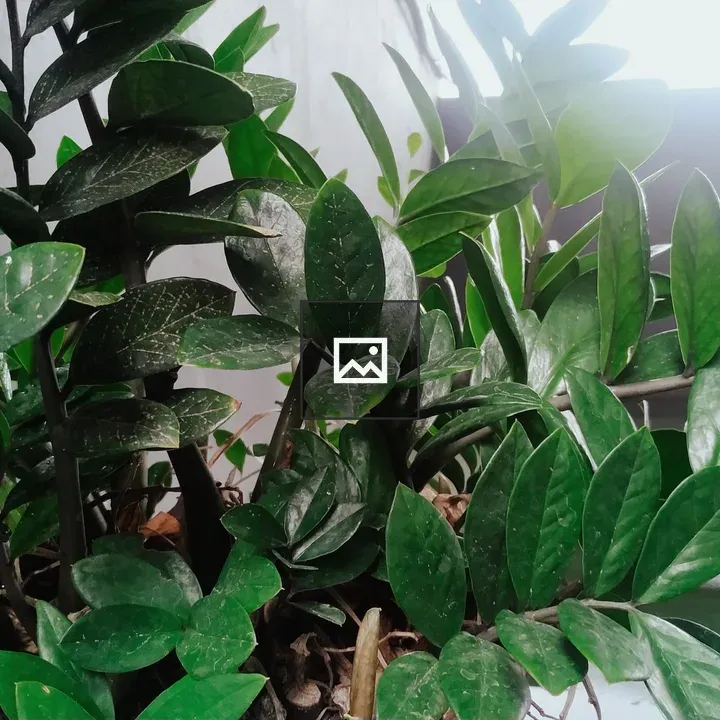 Dark Green Leaves