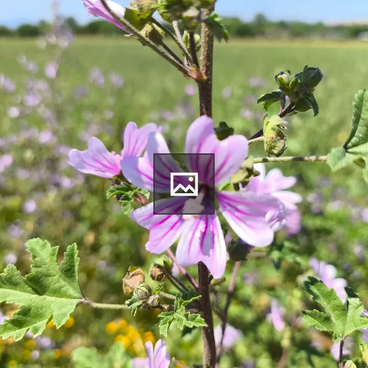 Wildflowers in Catalonia