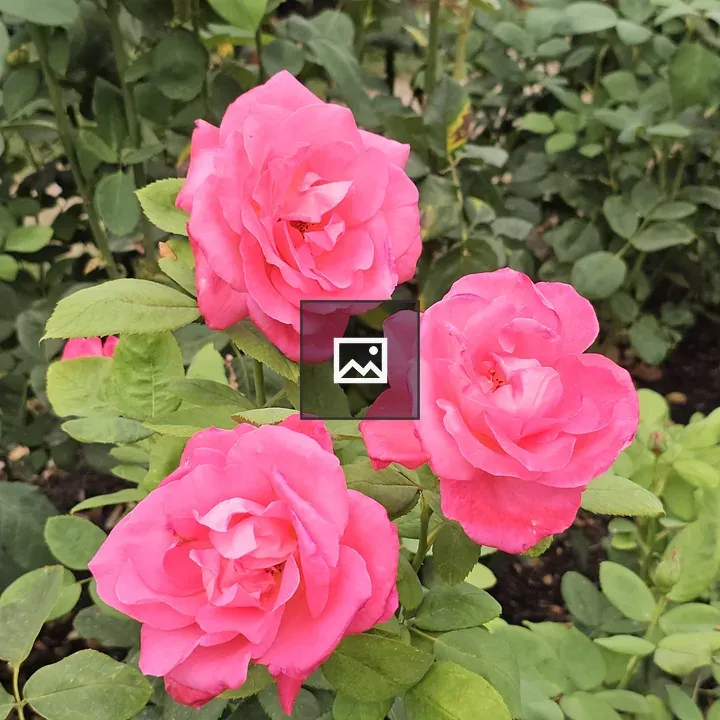 Three pink roses cluster