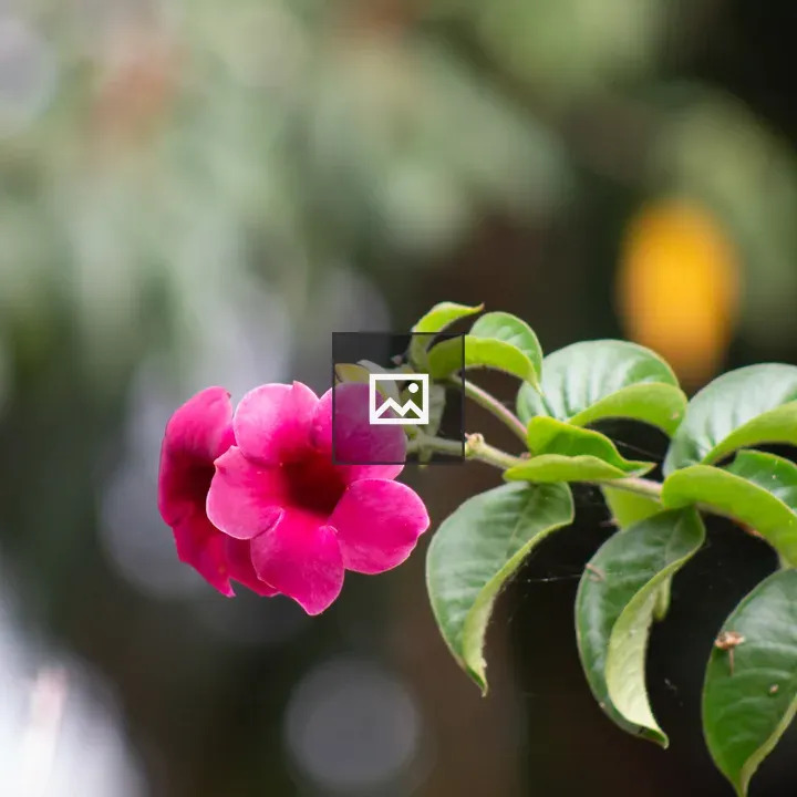 Pink trumpet flower close-up