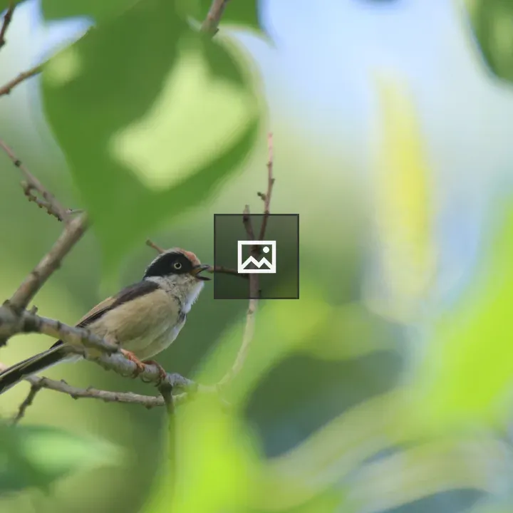 Bird on a Branch with Green Backdrop