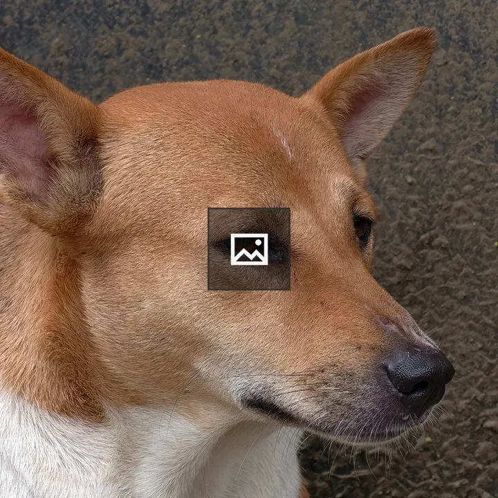 Dog portrait with pointed ears
