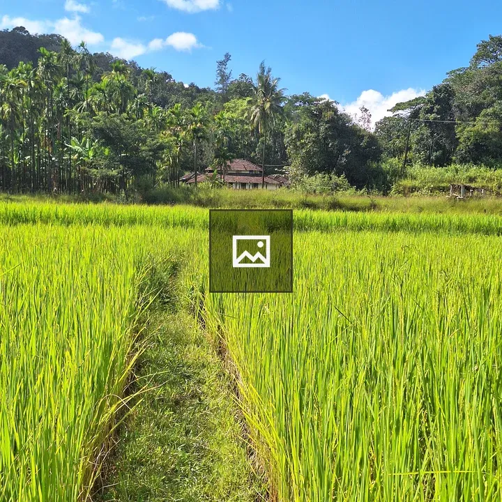Rice paddy field under blue sky