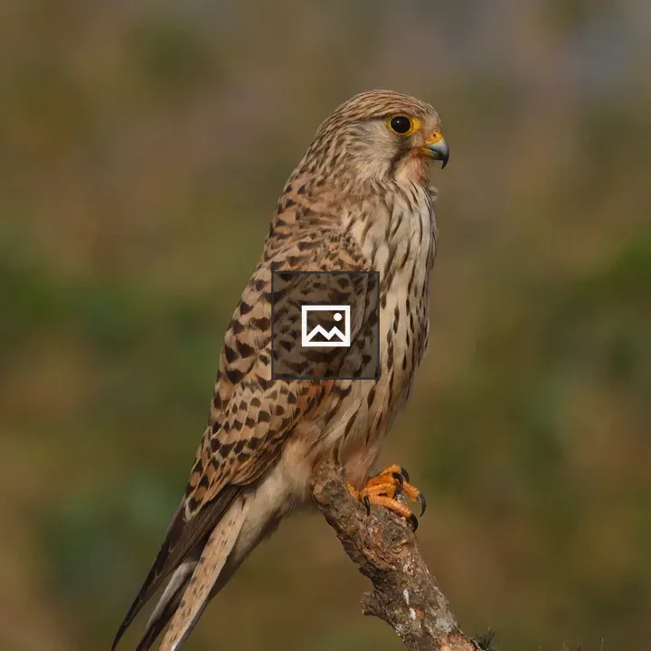 Small Kestrel on Branch
