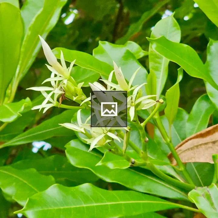 Small white flowers among leaves