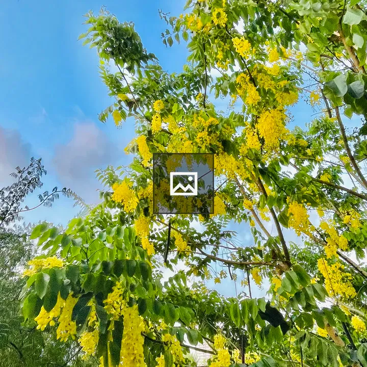 Evening view of Golden Shower flowers