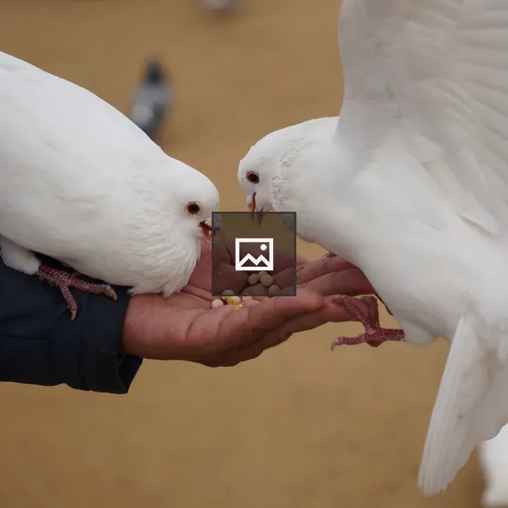 Person Feeding Pigeons