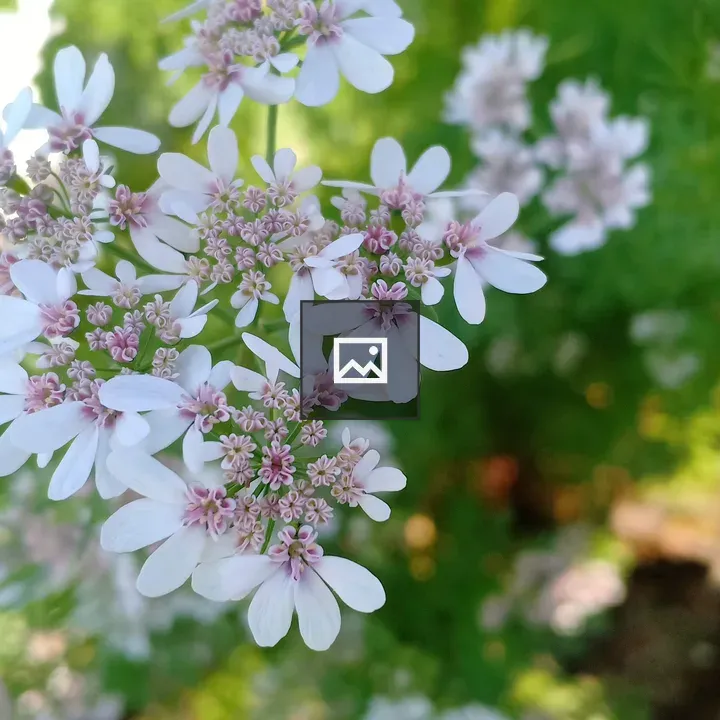 Flowers on Branch