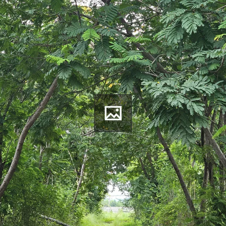Natural arch of trees over path
