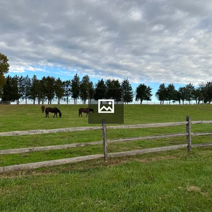 Horses in Field by Fence