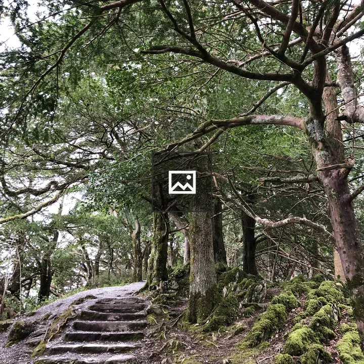 Stairs Inside the Forest