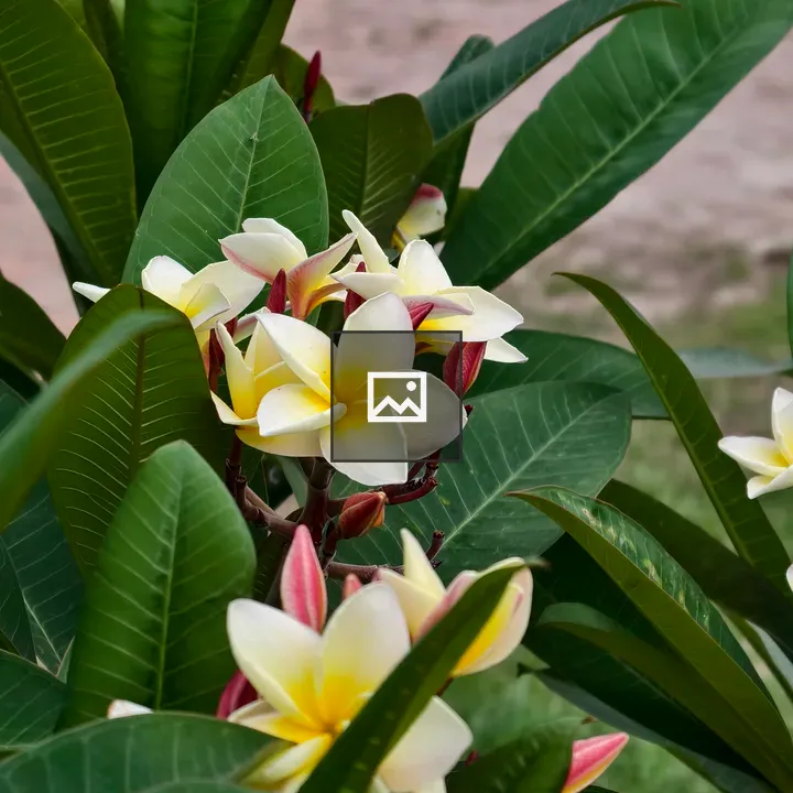 Frangipani Flowers Cluster