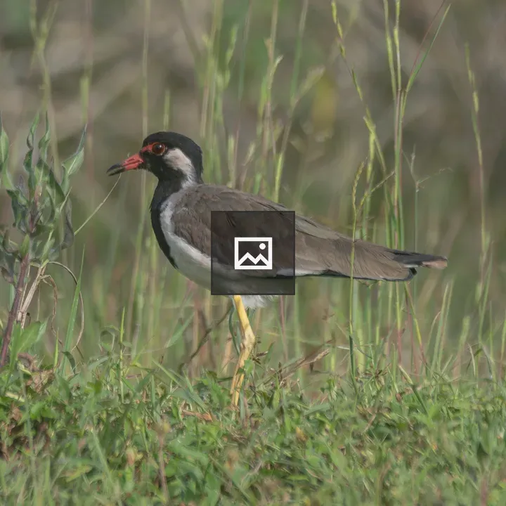 Lapwing on Grass