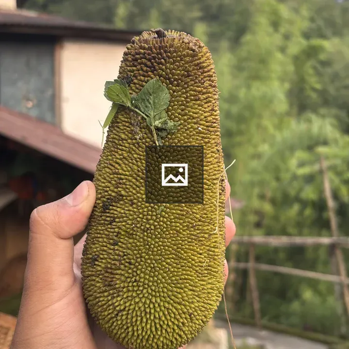 Hand holding jackfruit