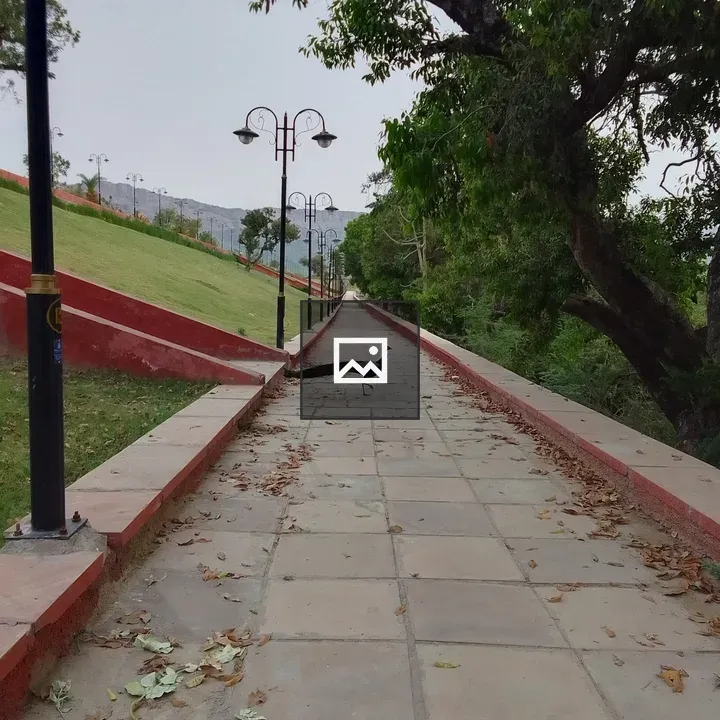 Peacock on Red Barrier Path