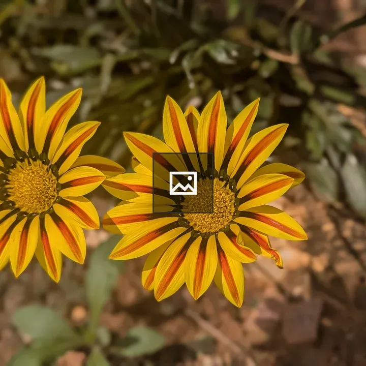 Two yellow flowers side by side