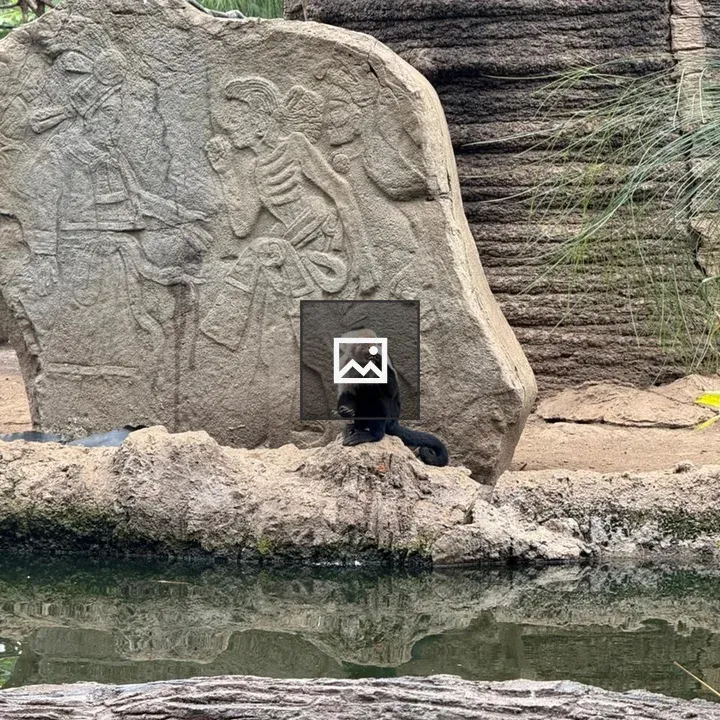 Monkey on rocky outcrop by water