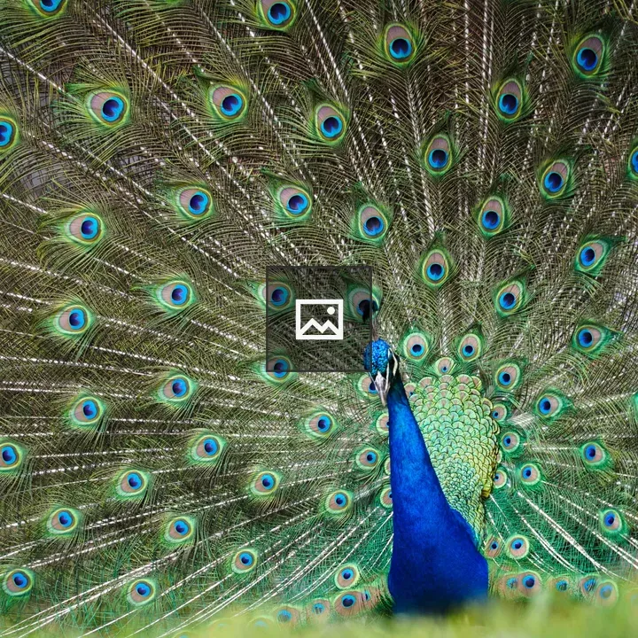 Peacock with Fanned Feathers