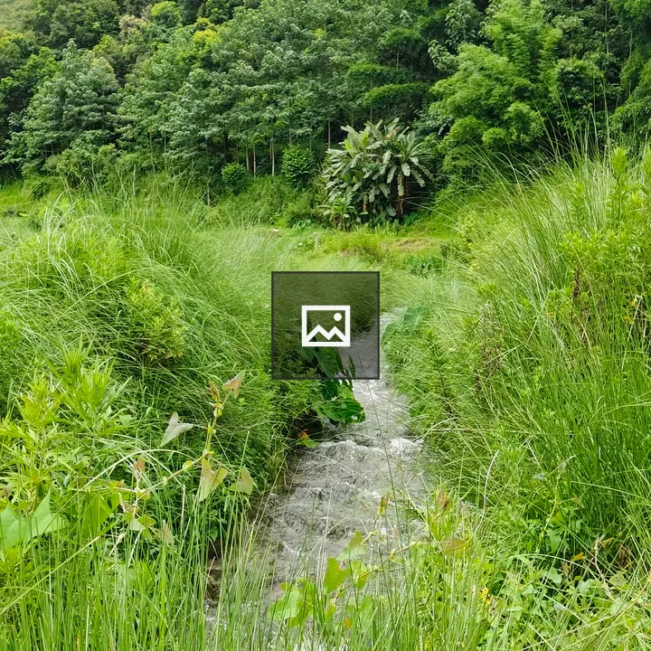 River through lush greenery