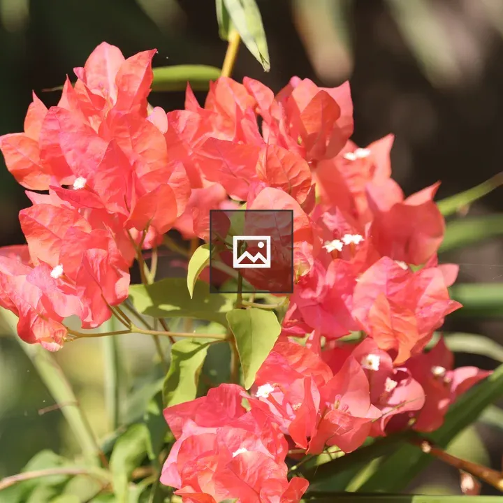 Bougainvillea Blossoms in Sun
