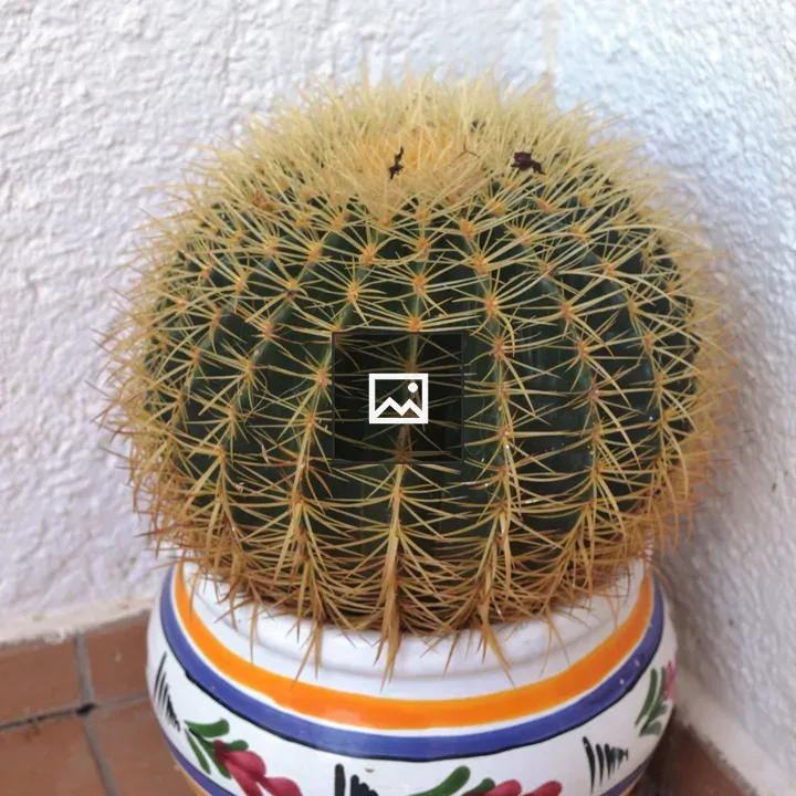 Cactus Plant in Ceramic Pot