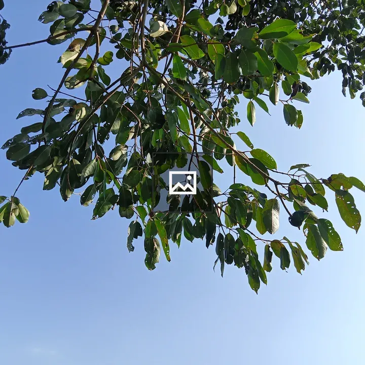 Tree branch with leaves under sky