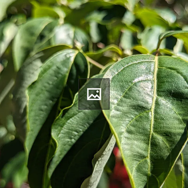 Close up of green waxy leaves