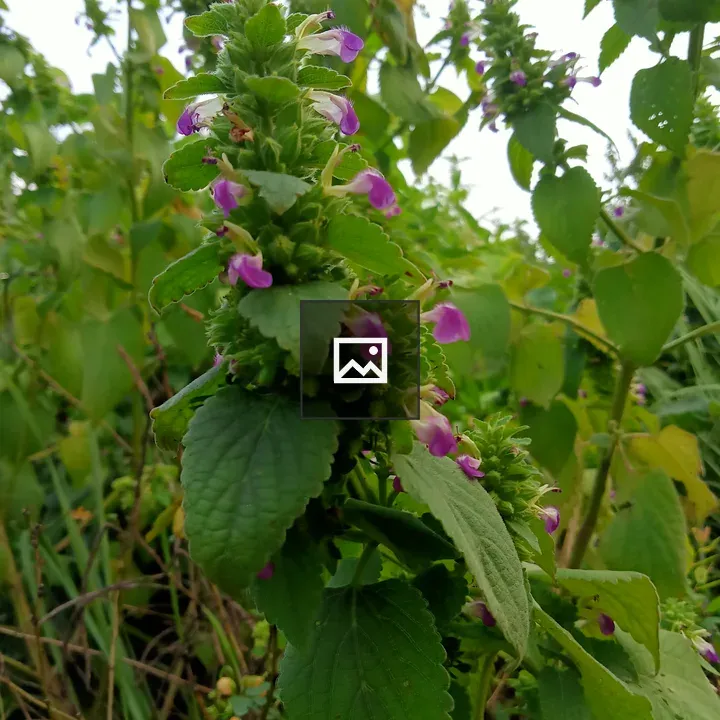 Purple flower plant garden