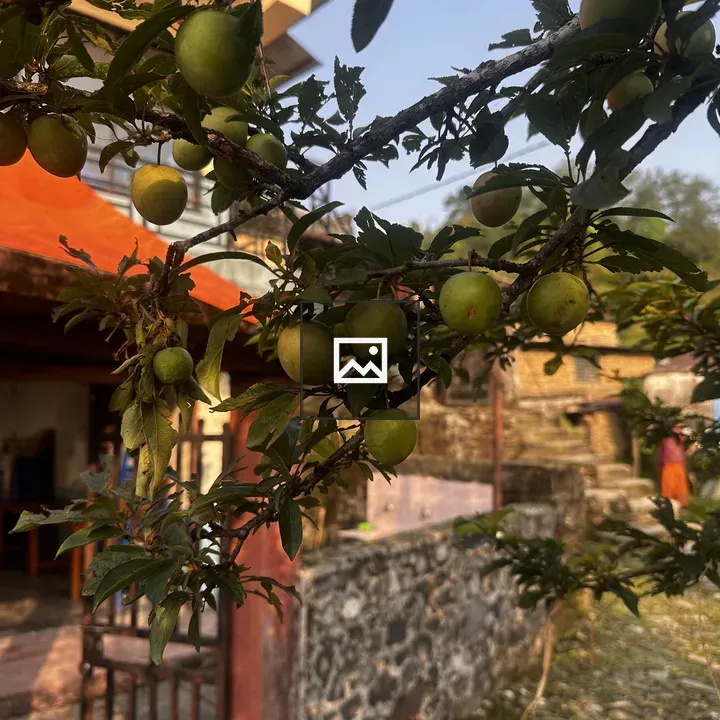 Clustered green plum on branch