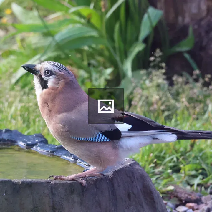 Jay on log-style water station