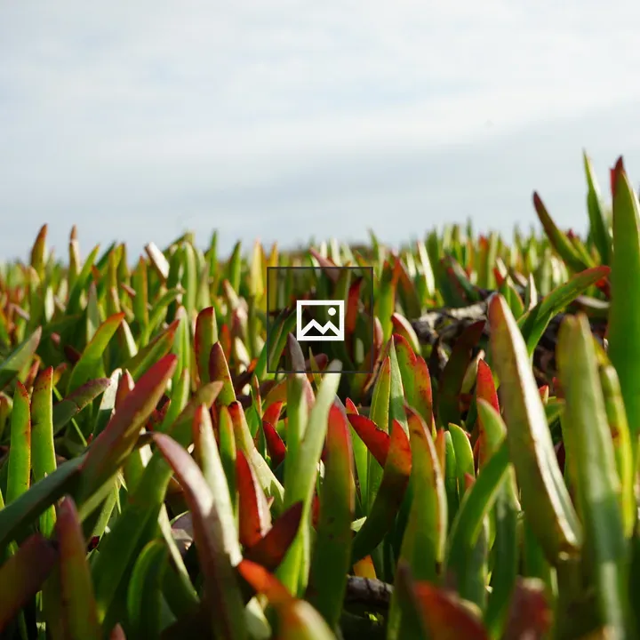 Close-up of green succulent