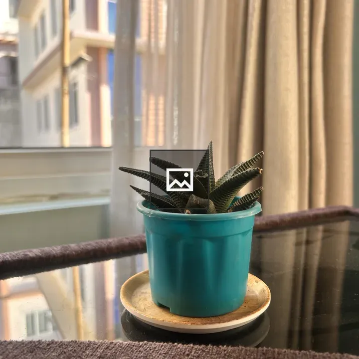Succulent in Teal Pot